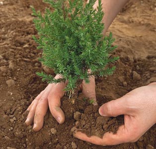 img-tree-planting